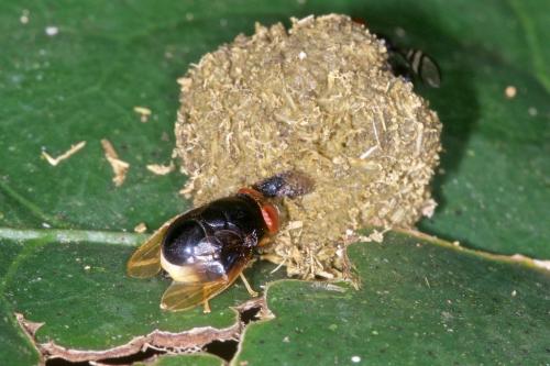 Scholastinae